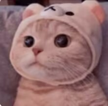 猫猫云